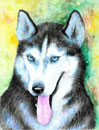 pintura cachorro rusky siberiano em aquarela