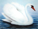 desenho cisne em giz pastel seco
